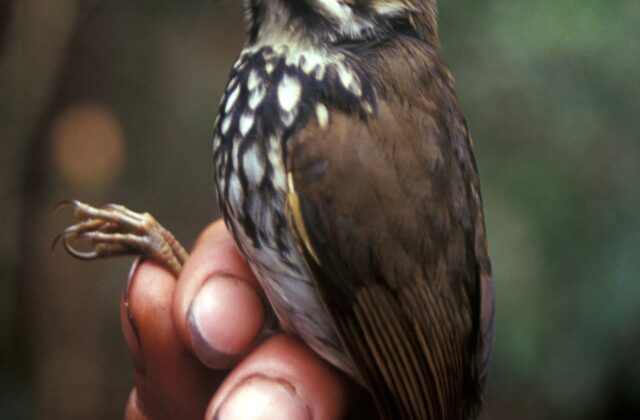 Peruvian Antpitta