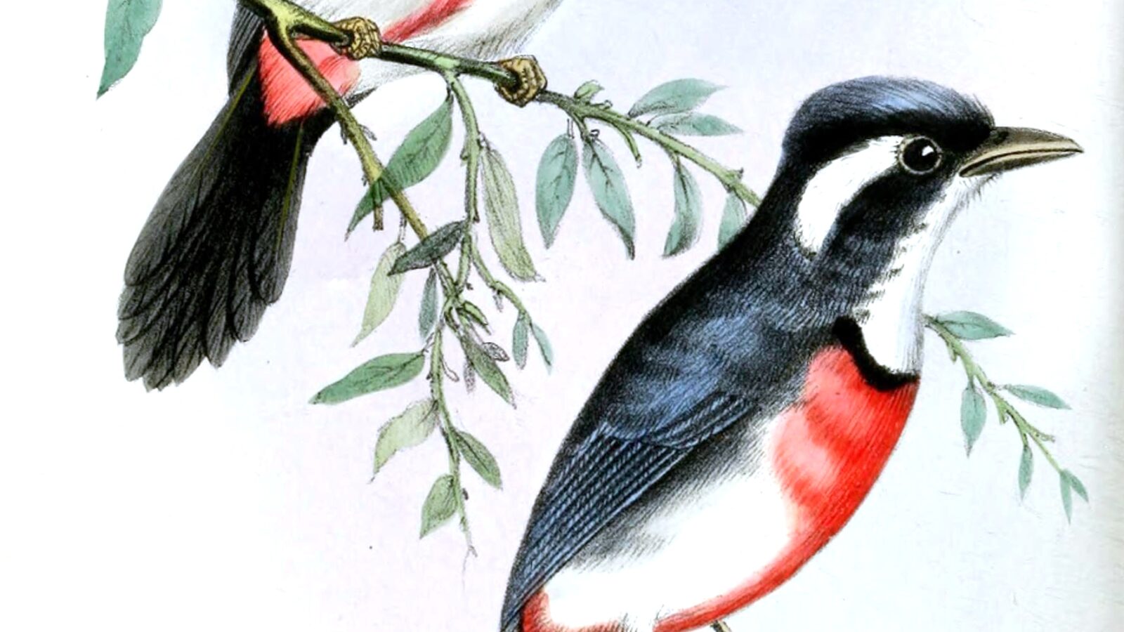 Rose-breasted Chat