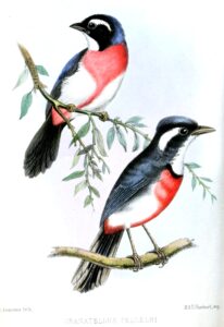 Rose-breasted Chat
