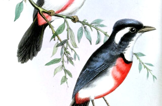 Rose-breasted Chat