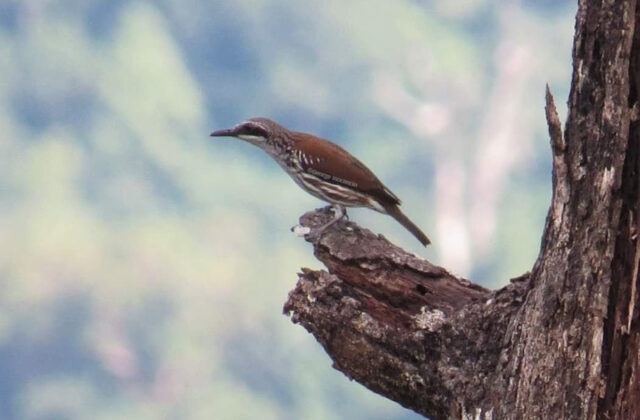 Grand Rhabdornis