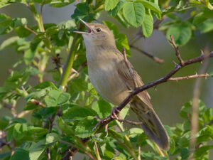 Common Grasshopper Warbler