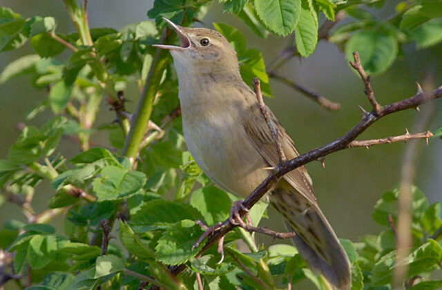 Common Grasshopper Warbler
