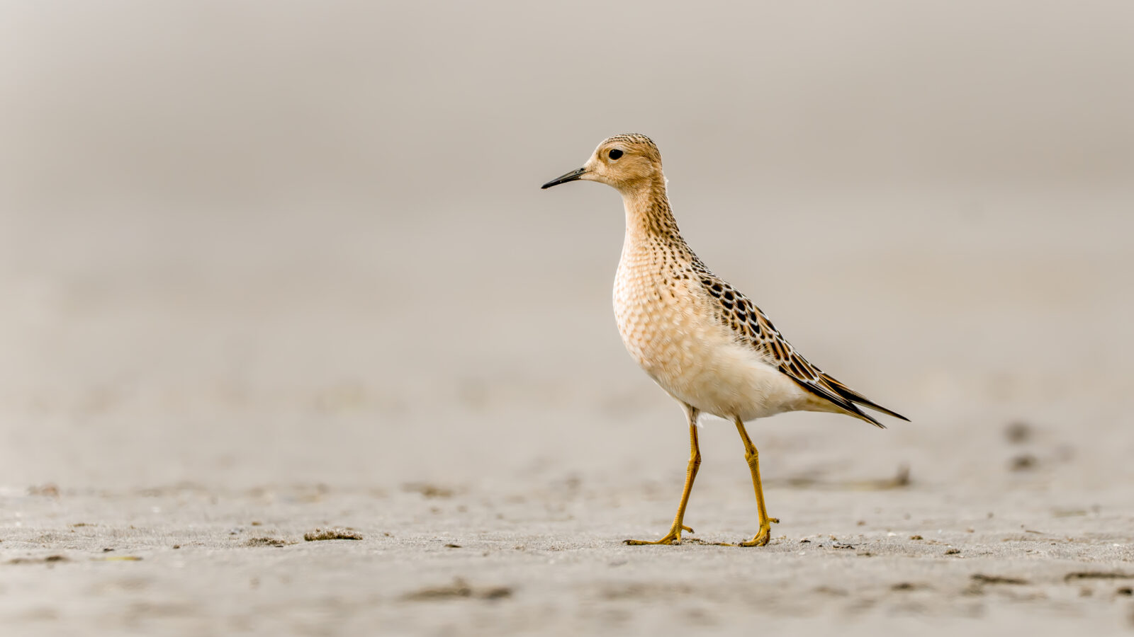 Buff-breasted Sandpiper