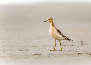 Buff-breasted Sandpiper