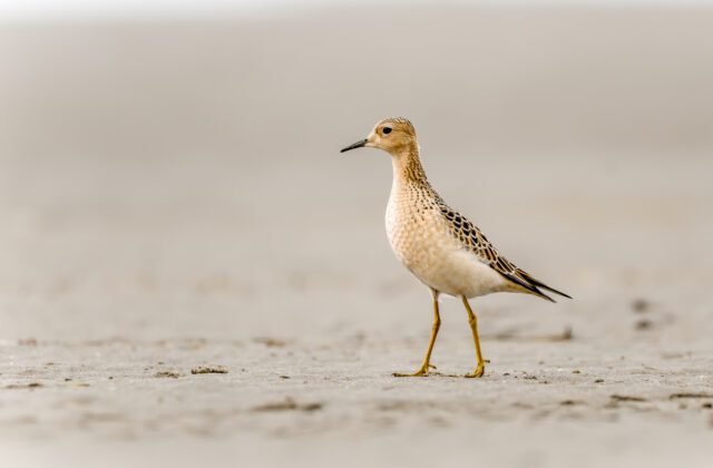 Buff-breasted Sandpiper