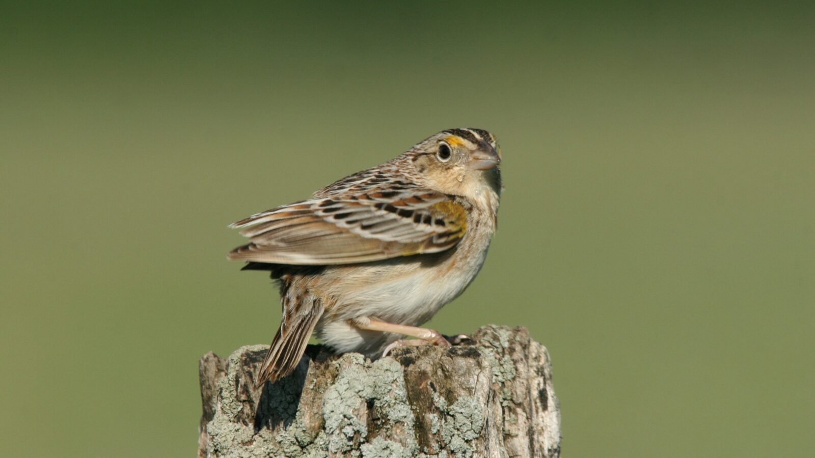 Grasshopper Sparrow