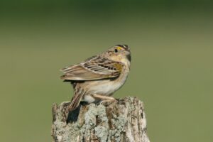 Grasshopper Sparrow