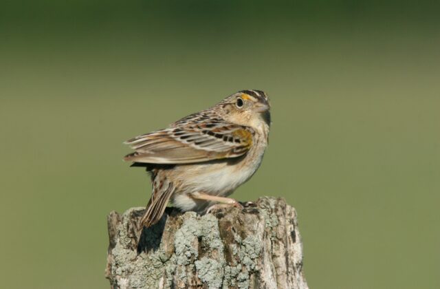 Grasshopper Sparrow