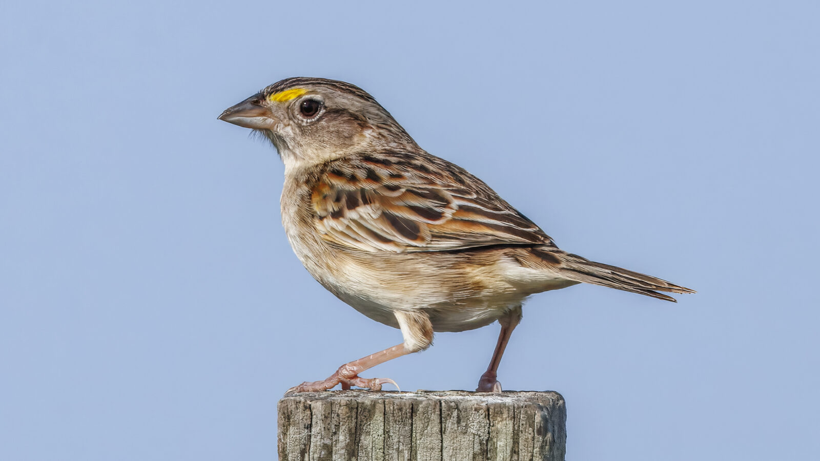 Grassland Sparrow