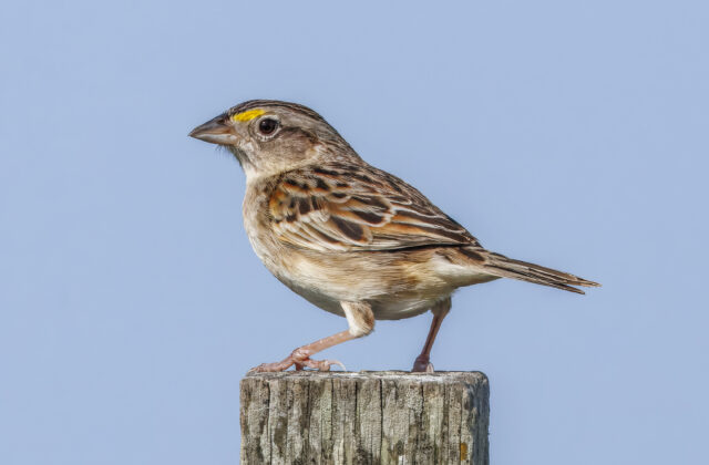 Grassland Sparrow
