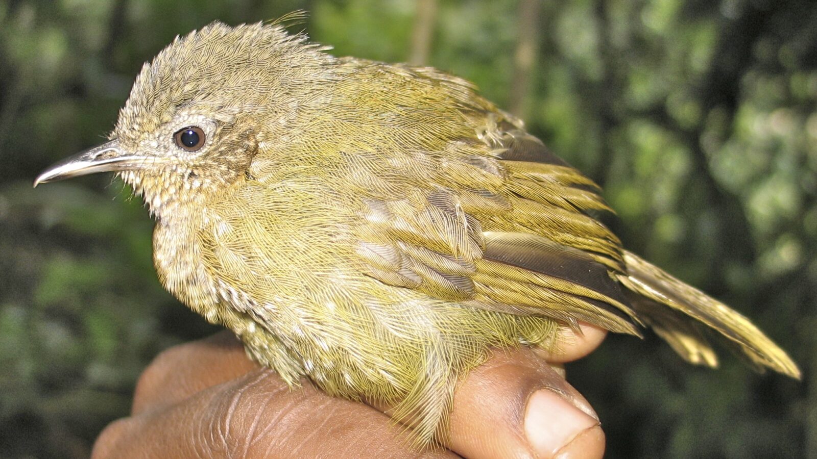 Grauer’s Warbler
