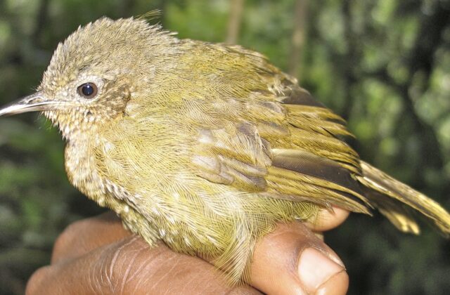Grauer’s Warbler