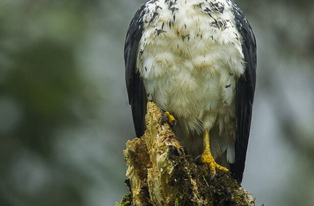 Grey-backed Hawk
