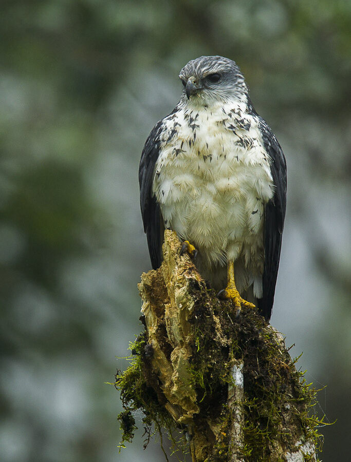 Grey-backed Hawk