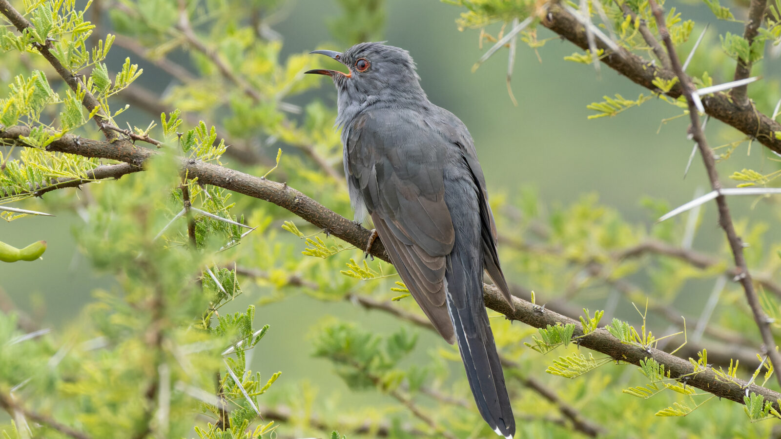 Grey-bellied Cuckoo