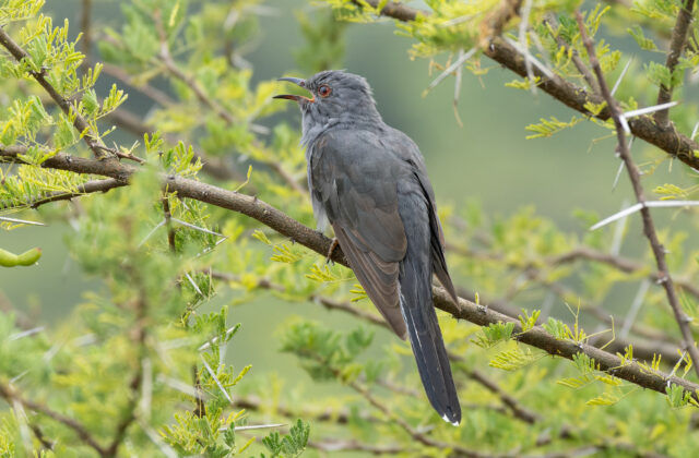 Grey-bellied Cuckoo