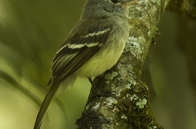 Grey-breasted Flycatcher