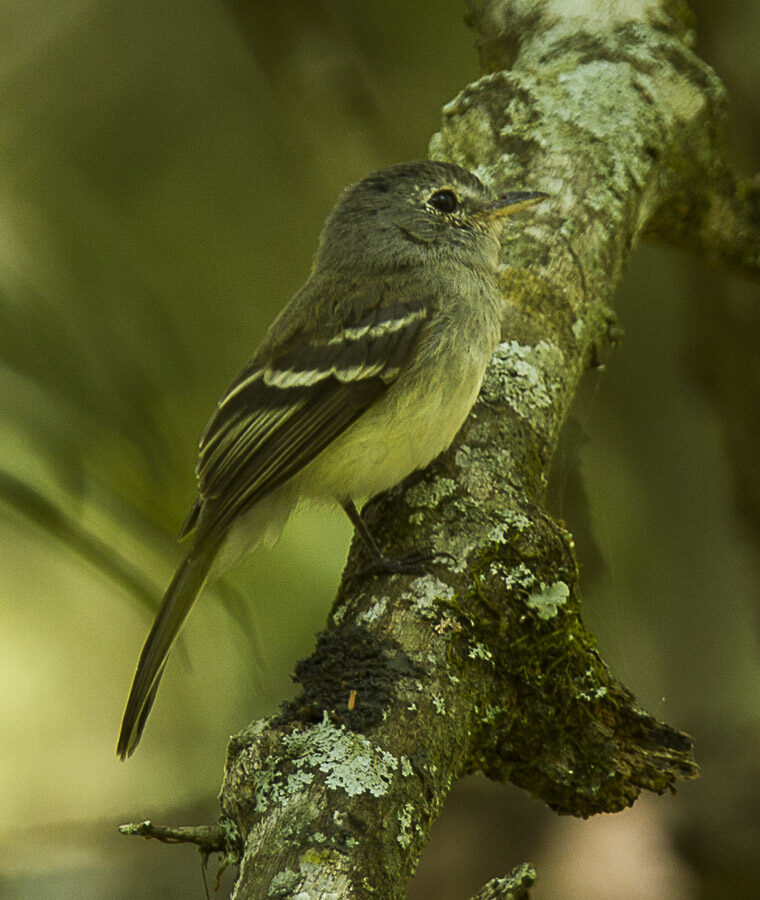 Grey-breasted Flycatcher