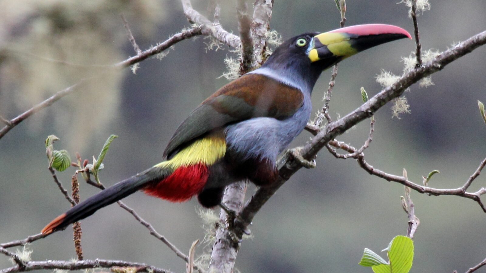 Grey-breasted Mountain Toucan
