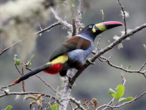 Grey-breasted Mountain Toucan