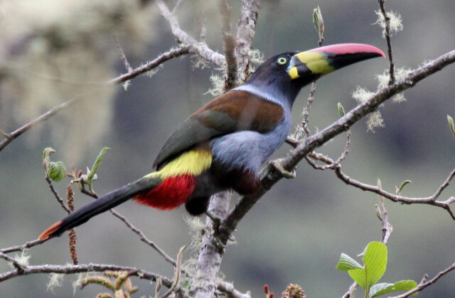 Grey-breasted Mountain Toucan