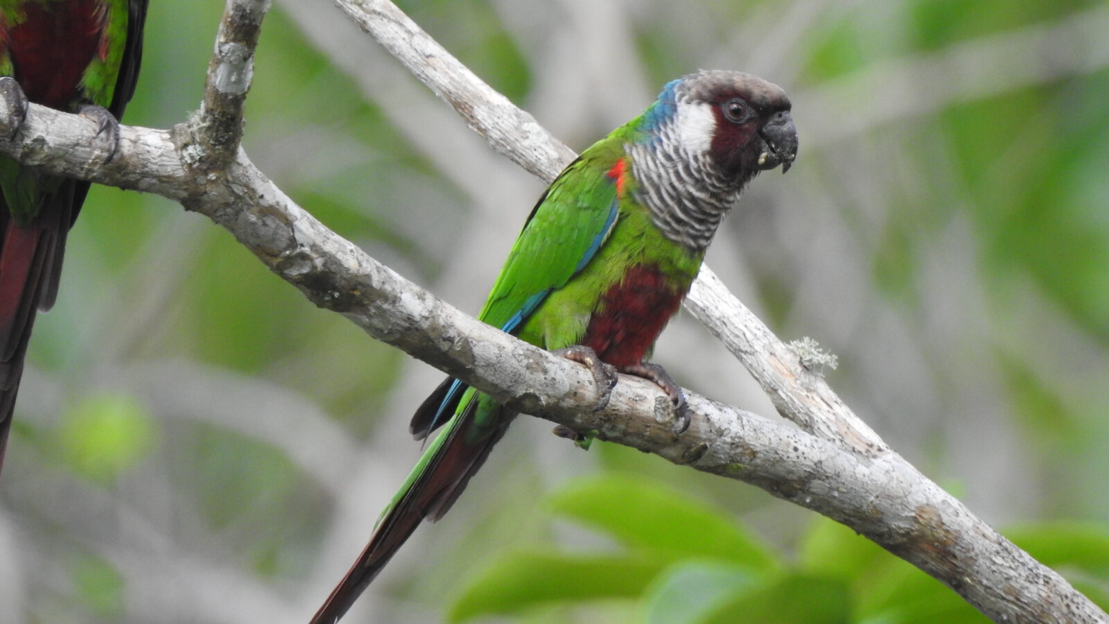 Grey-breasted Parakeet