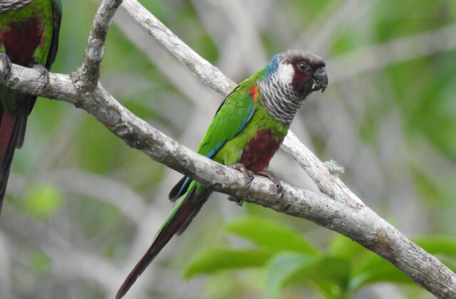 Grey-breasted Parakeet