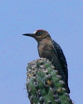 Grey-breasted Woodpecker