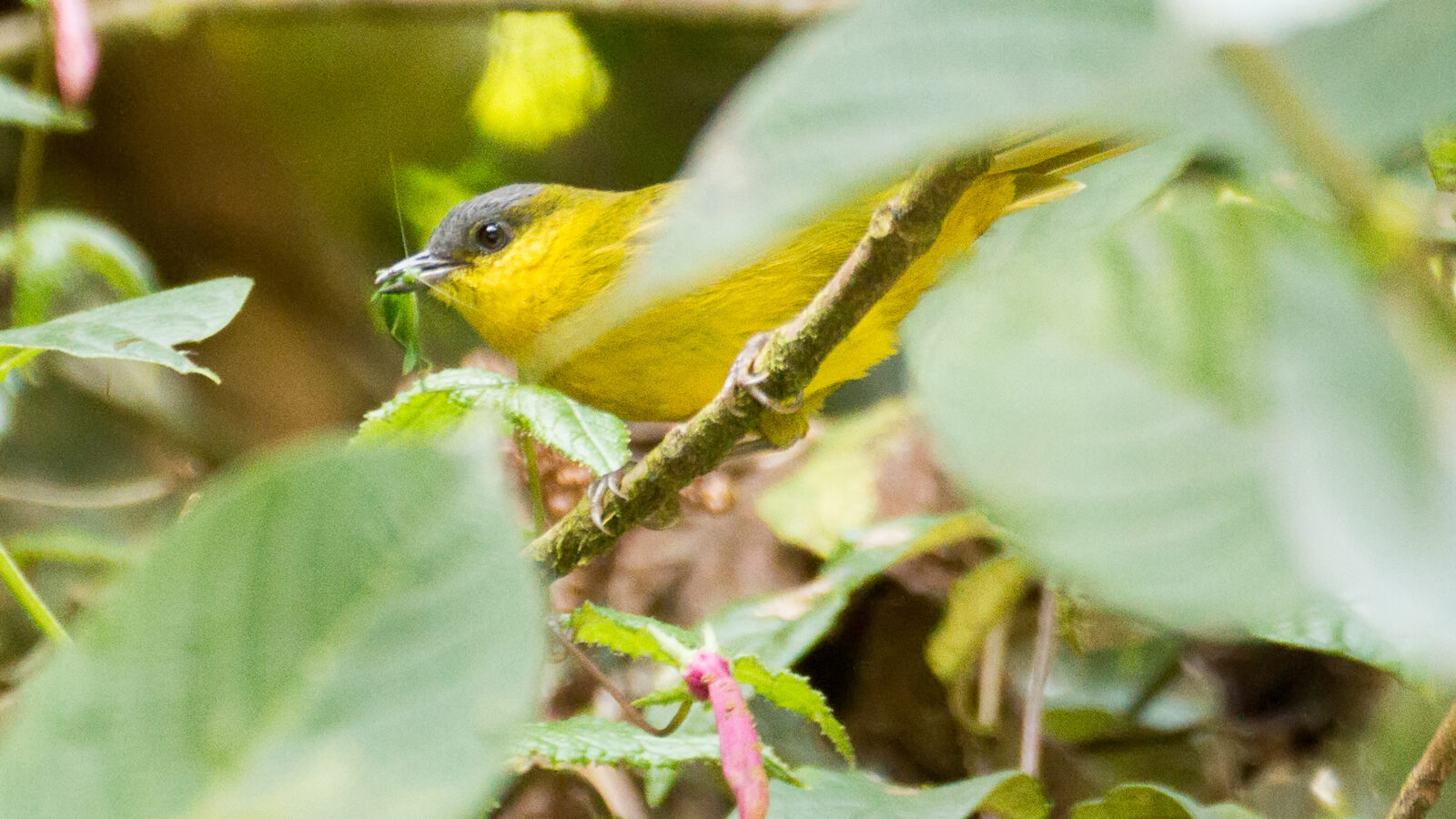 Grey-capped Hemispingus