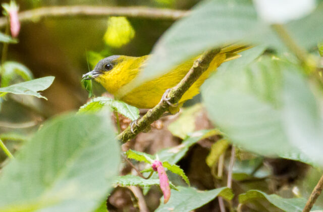 Grey-capped Hemispingus