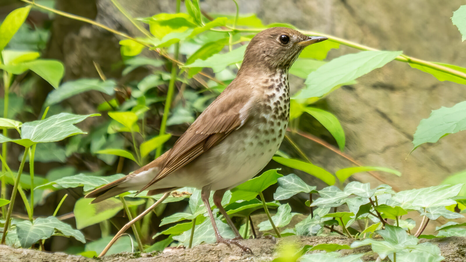 Grey-cheeked Thrush
