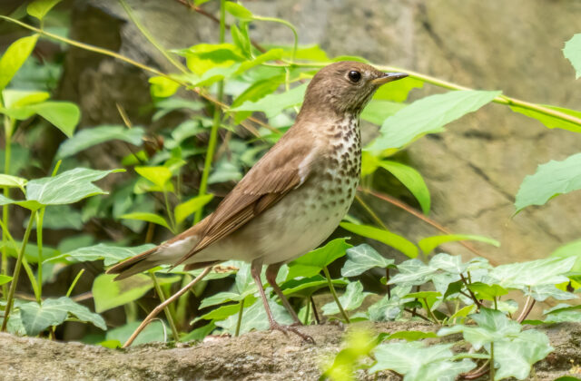 Grey-cheeked Thrush