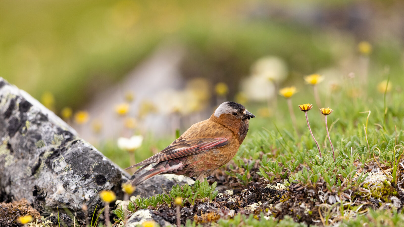 Grey-crowned Rosy Finch