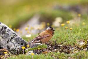 Grey-crowned Rosy Finch