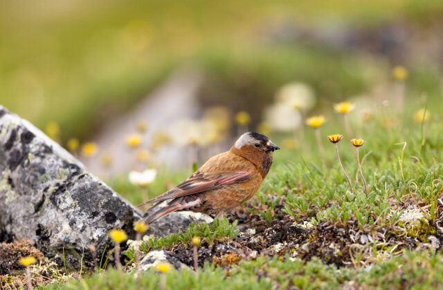 Grey-crowned Rosy Finch