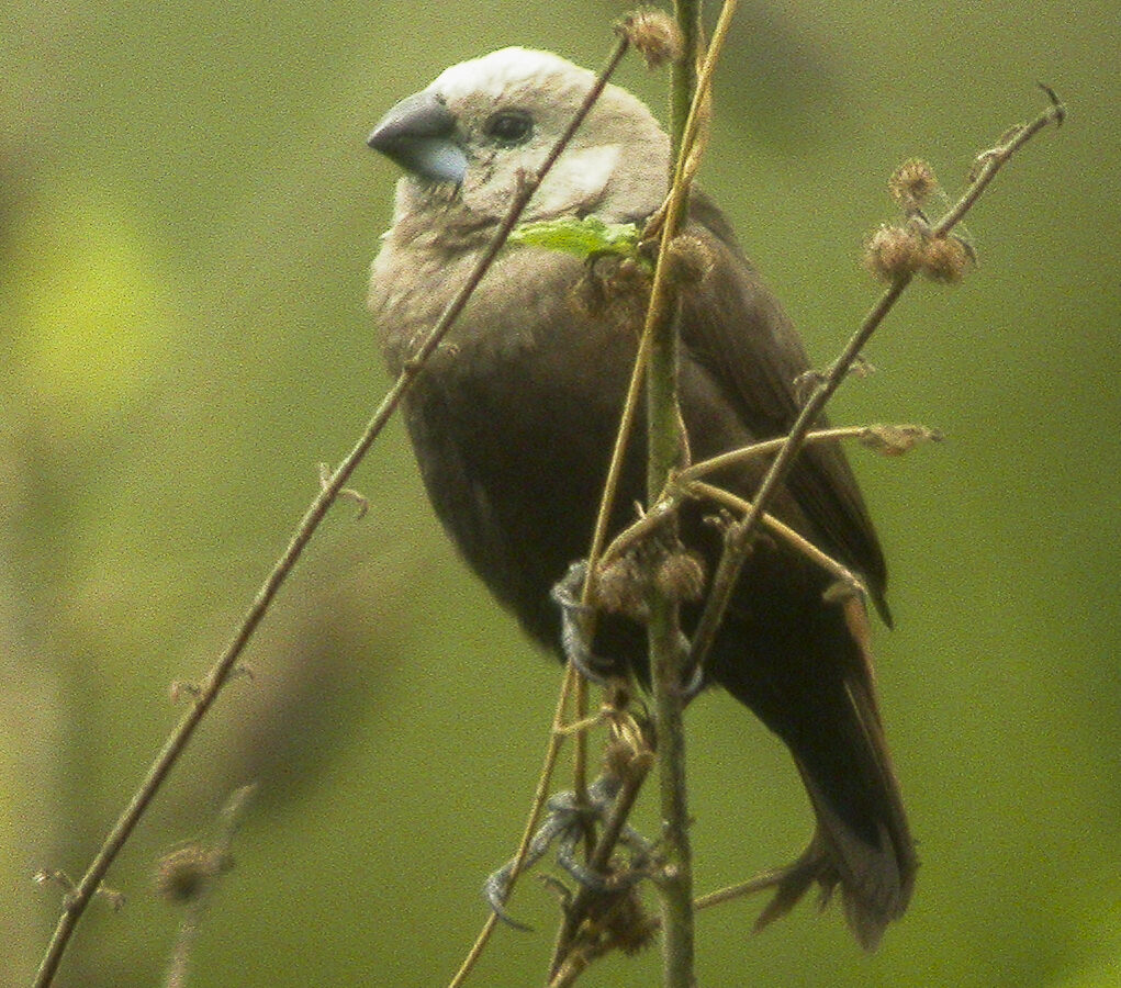 Grey-headed Mannikin