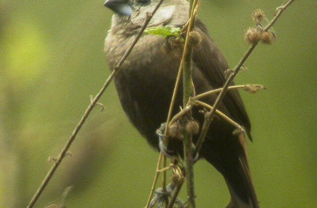 Grey-headed Mannikin