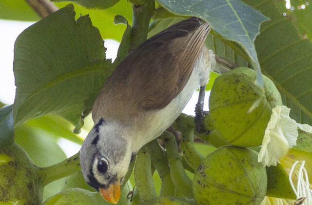 Grey-headed Parrotbill