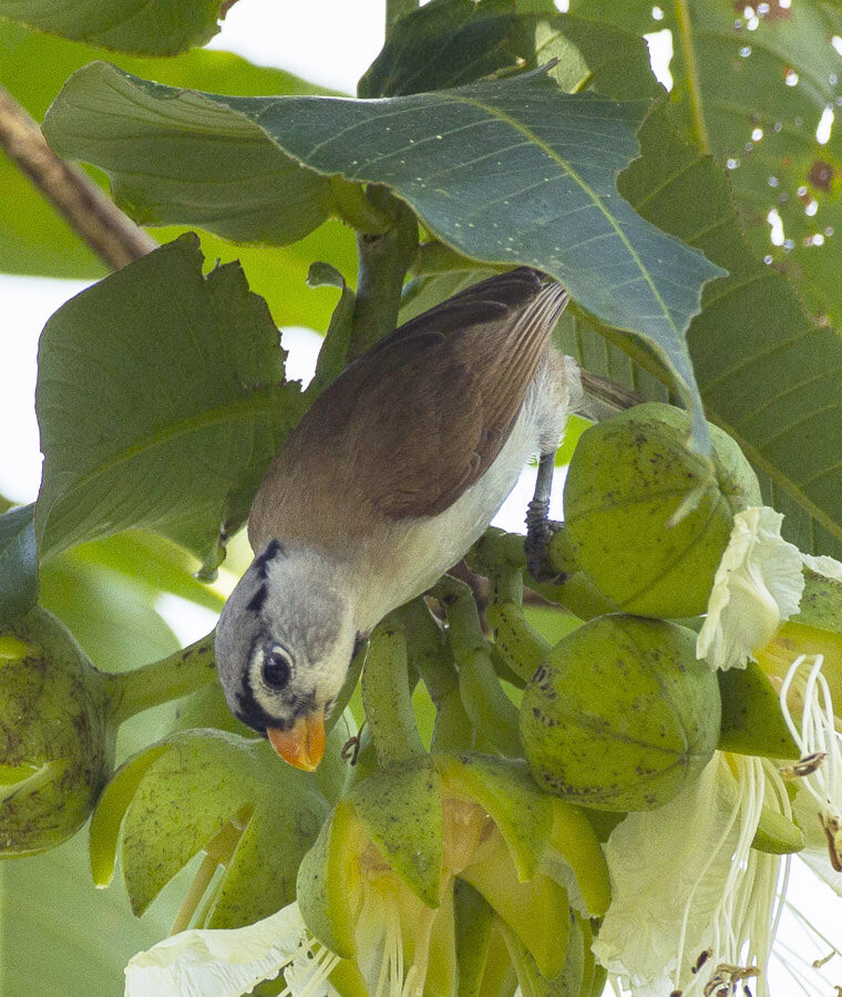 Grey-headed Parrotbill