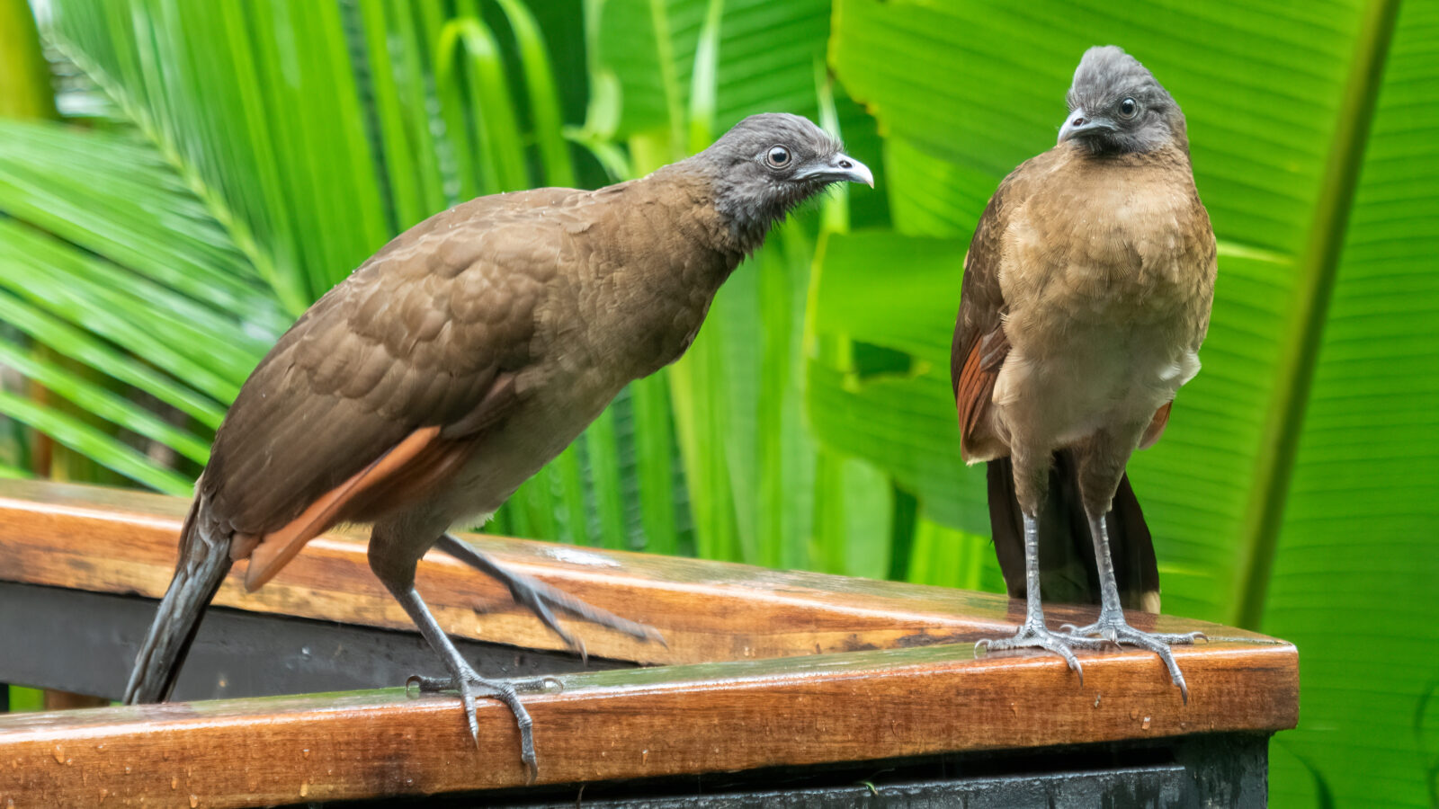 Grey-headed Chachalaca