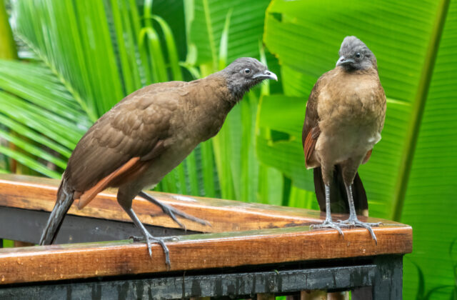 Grey-headed Chachalaca