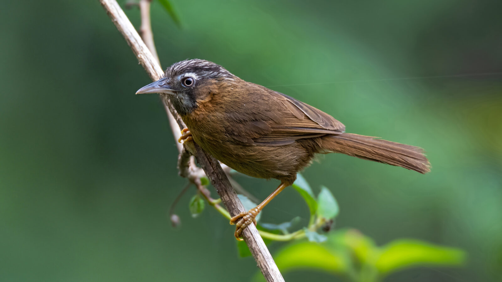 Grey-throated Babbler