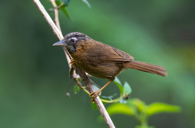 Grey-throated Babbler