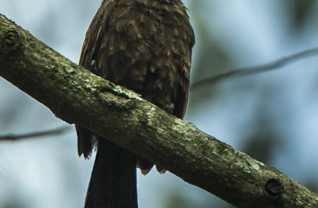 Grey-throated Barbet