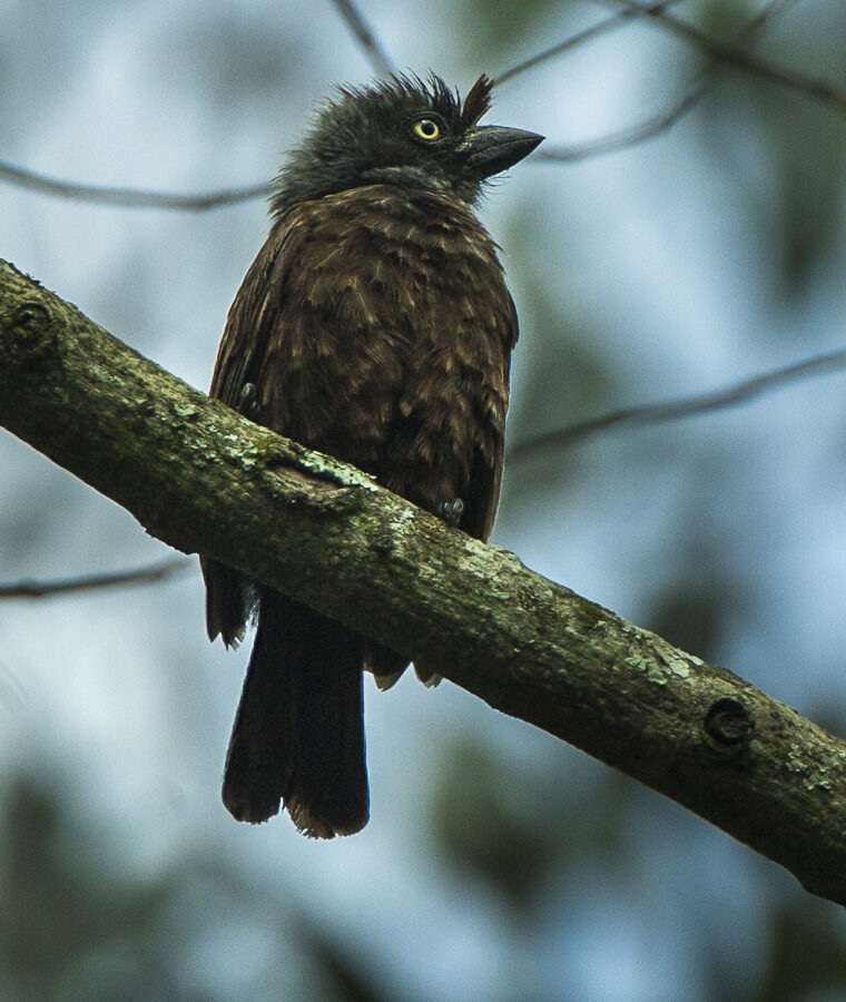 Grey-throated Barbet