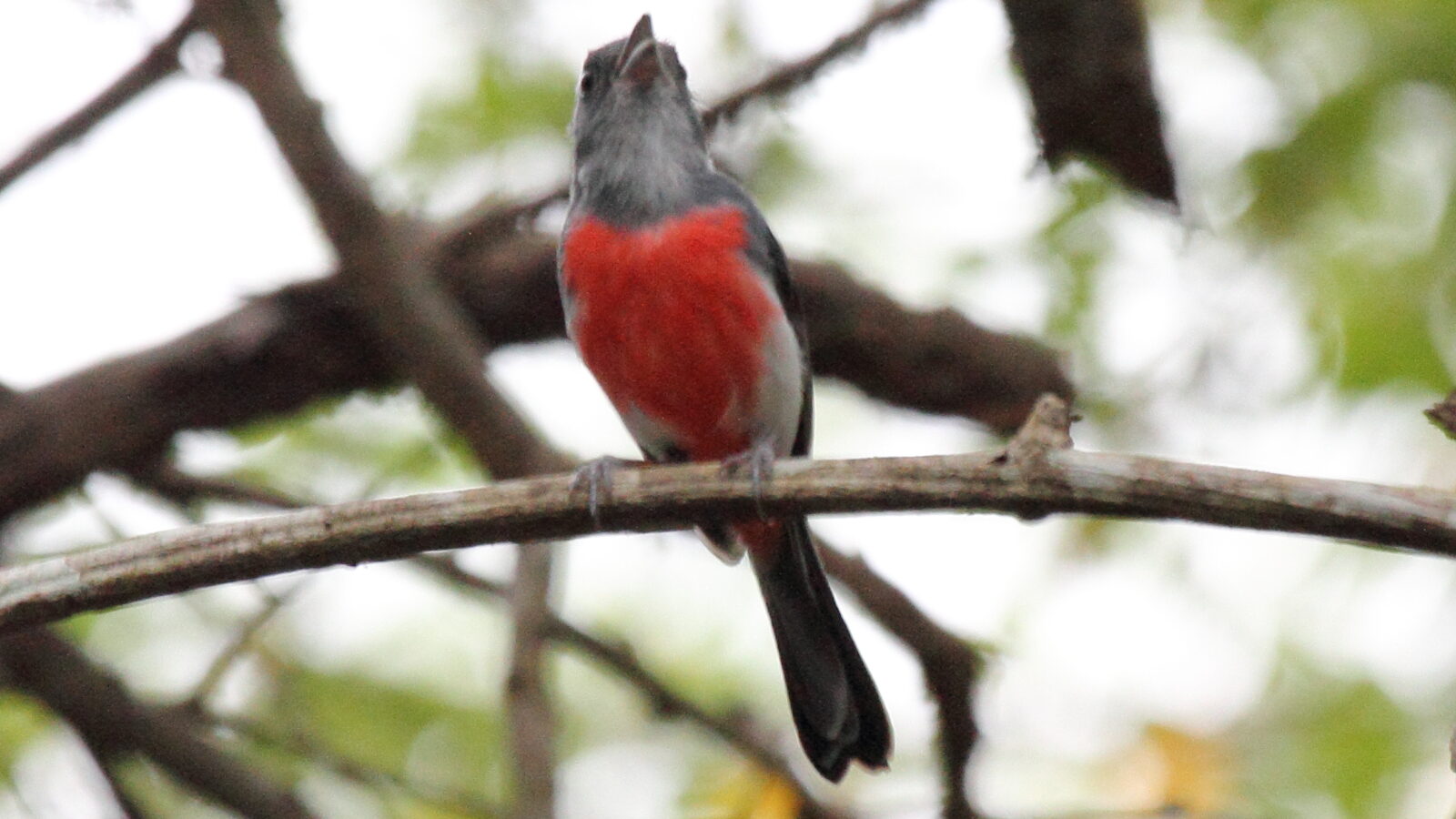 Grey-throated Chat
