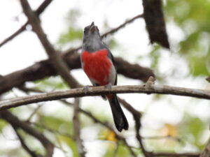 Grey-throated Chat