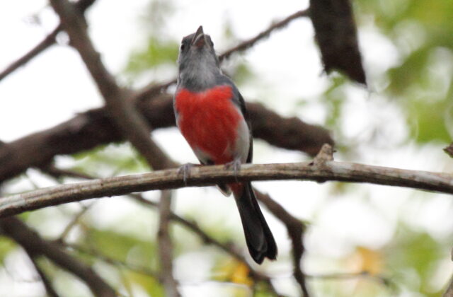 Grey-throated Chat