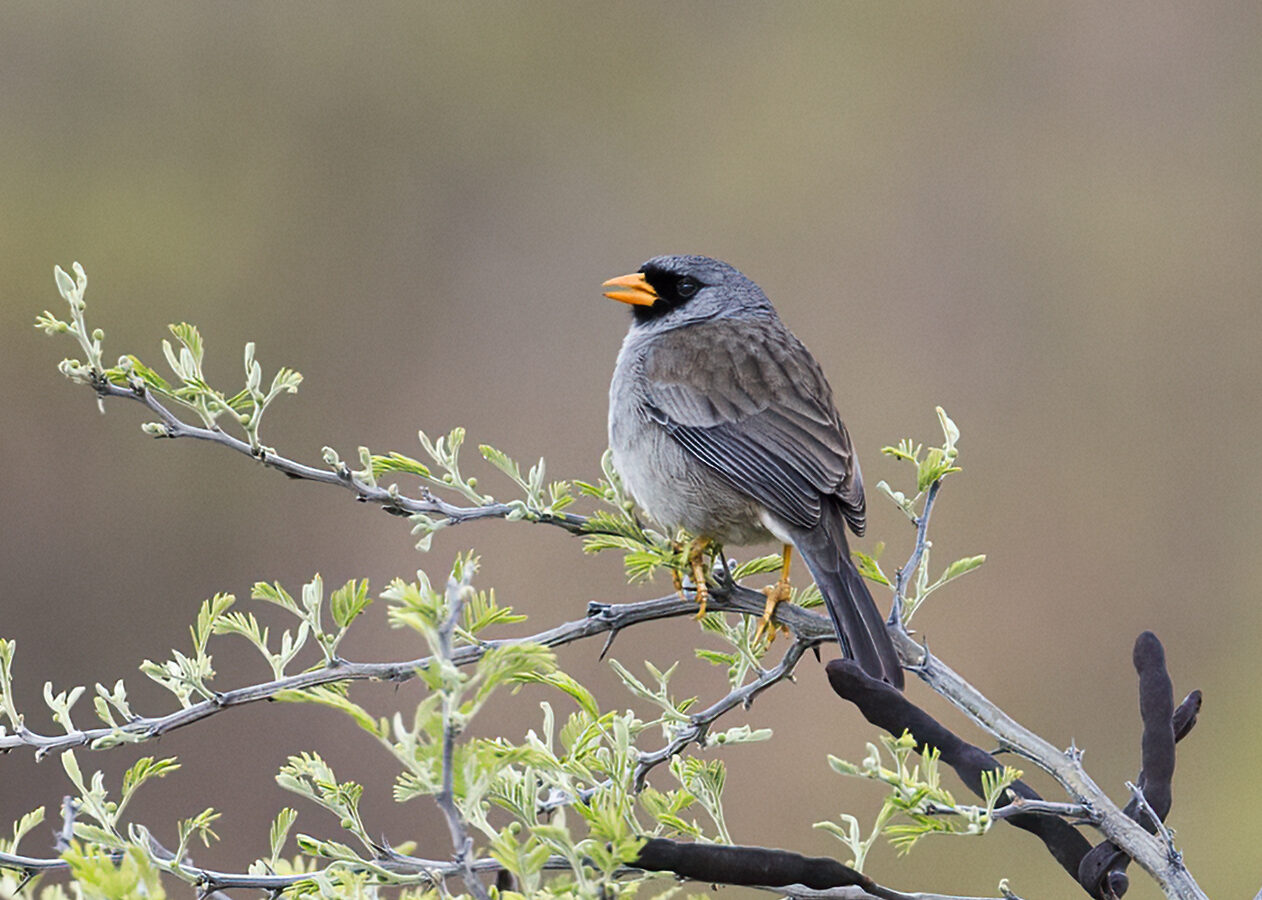 Grey-winged Inca Finch